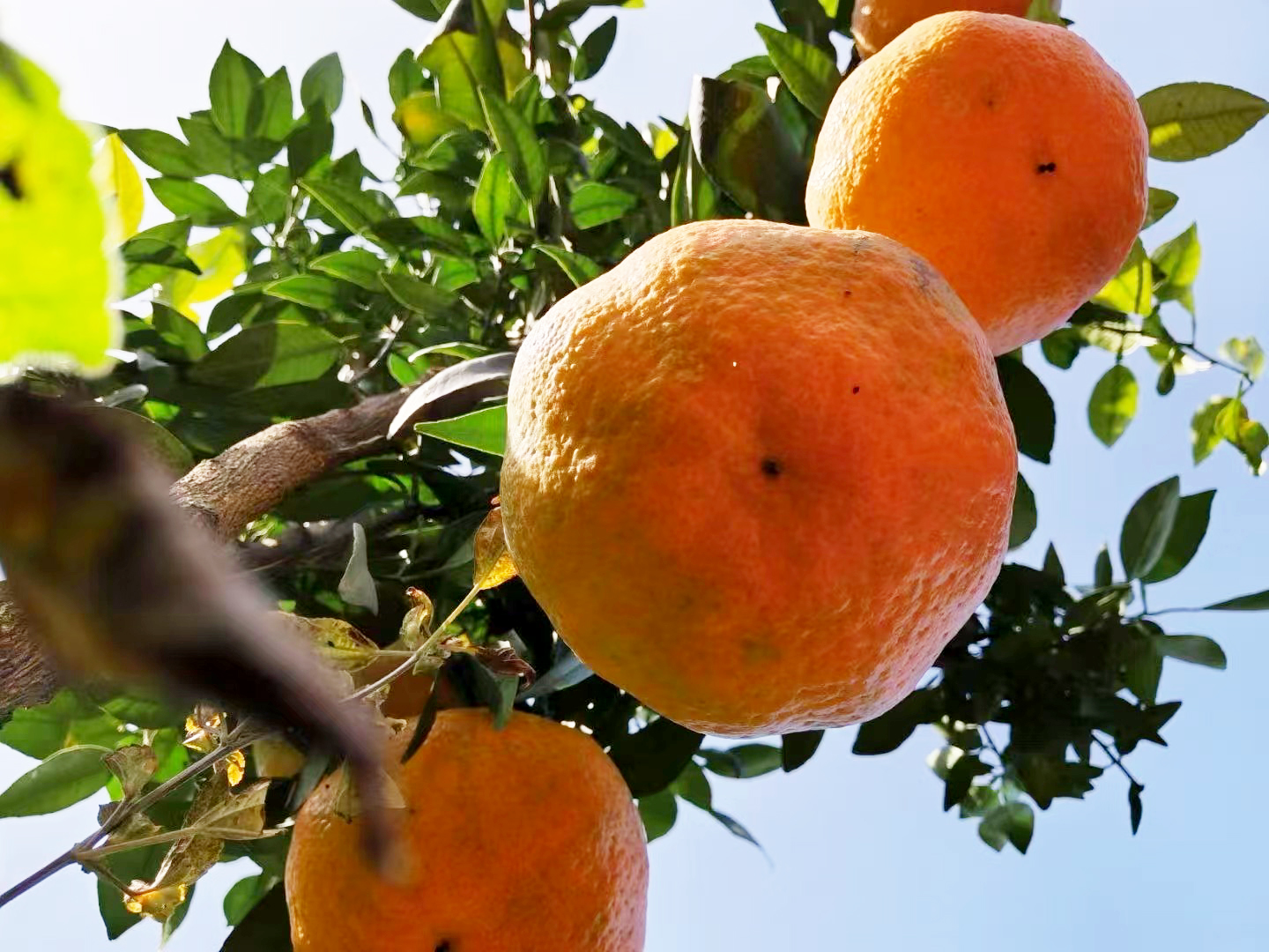 新春走一線：羅江「果王」豐收秘密