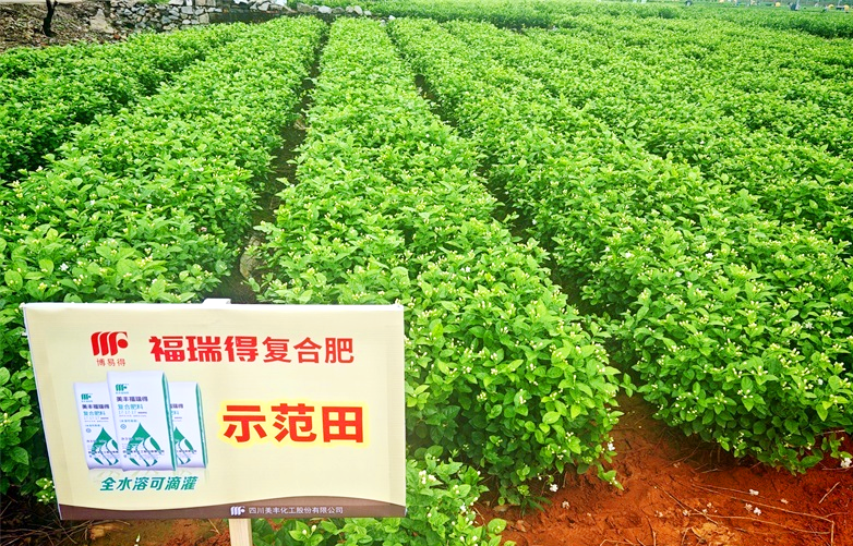 夏攻行動(dòng)：美豐肥綻放在茉莉飄香處